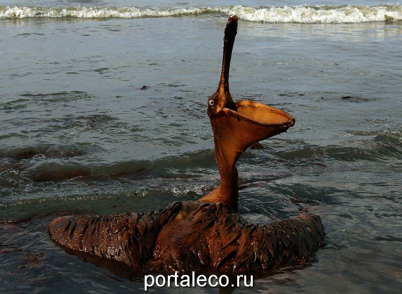 Птица в нефтеном пятне